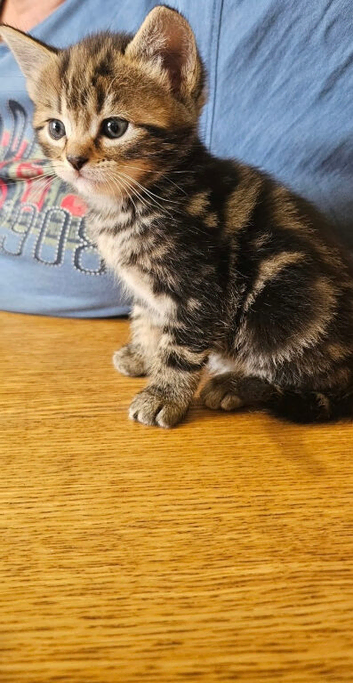 Kittens