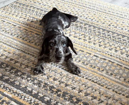 trixie gorgeous fully vaccinated