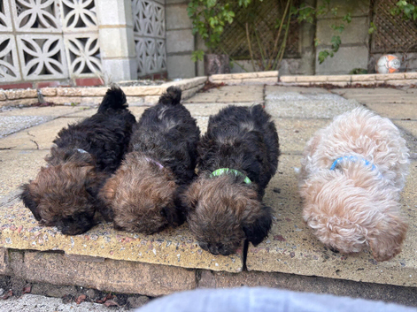 Poodle mix