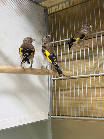 Young goldfinch males & females