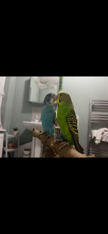 2 hand tamed budgies