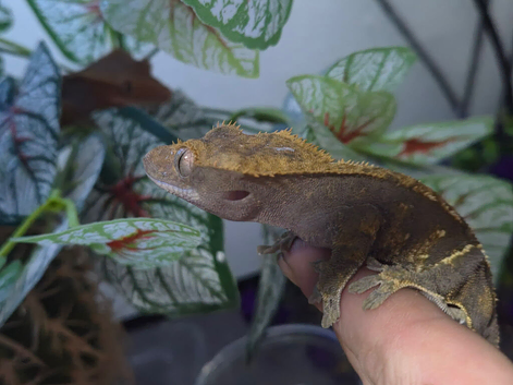Crested Geckos for sale