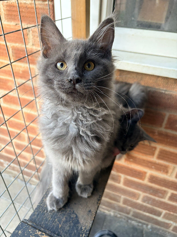 Ragdoll x Maine Coon
