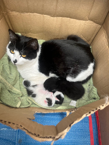 8 week old kittens