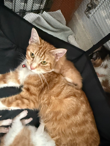 Stunning ginger and white kitten