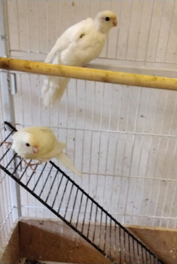 Pair Cream Kakarikis