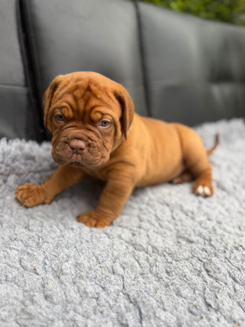 KC Registered Dogue de Bordeaux pups with champions