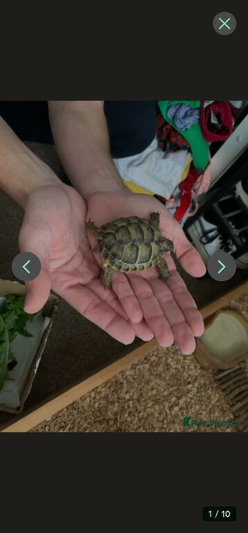 Male spur thigh tortoise