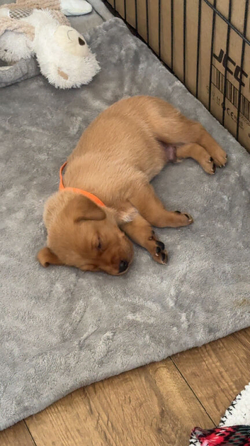 Puppies for sale