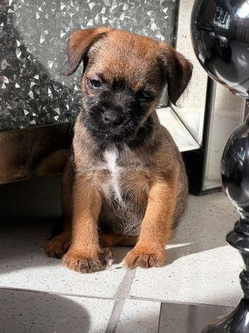 Stunning Border Terrier Puppies
