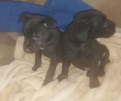 Perfect patterdales ready now