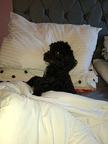 Male poochon puppy