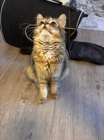 LONGHAIR&SHORTHAIR 4 MONTHS️