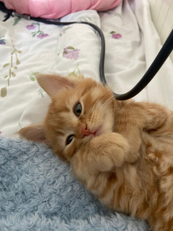 Adorable Kittens &ndash; &pound;450 Ginger | &pound;200 Black & Tortoiseshell&ndash; Looking for Loving Homes