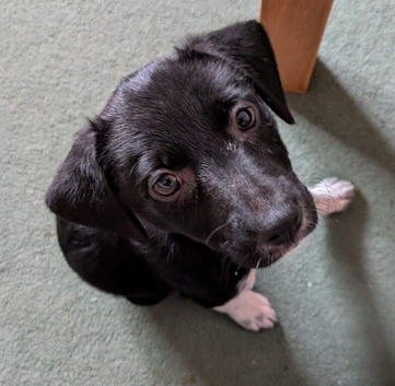 Patterdale X Welsh collie