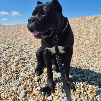 Cane Corso 5 1/2 years old