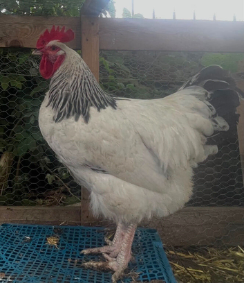 6 hatching eggs pure breed light sussex