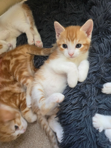 1 beautyfull girl looking for loving home