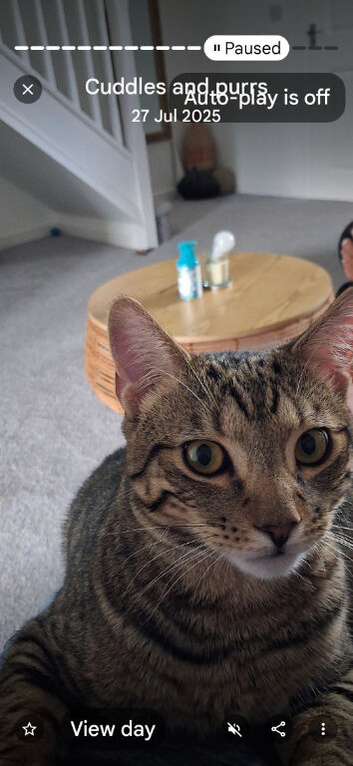 Cat