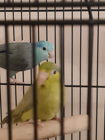 Beautiful egg laying Parrotlets