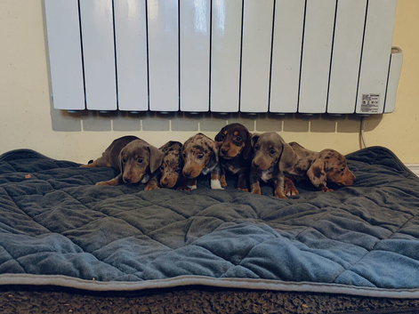 Mini dachshund