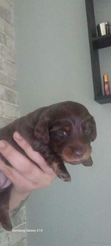 Mini dachshund puppies
