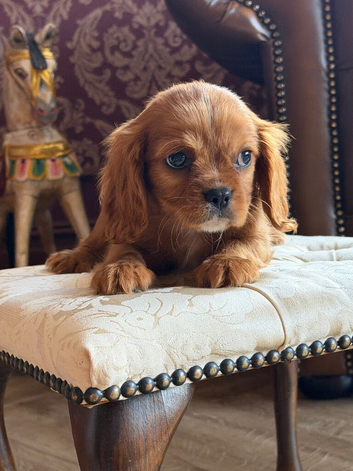 Caviar king Charles spaniel