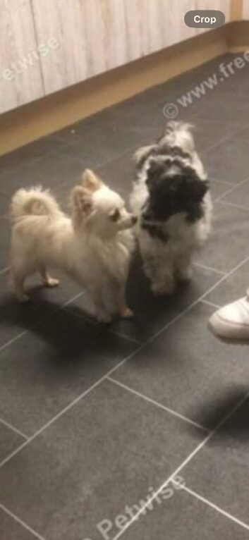 3 girl maltipoo
