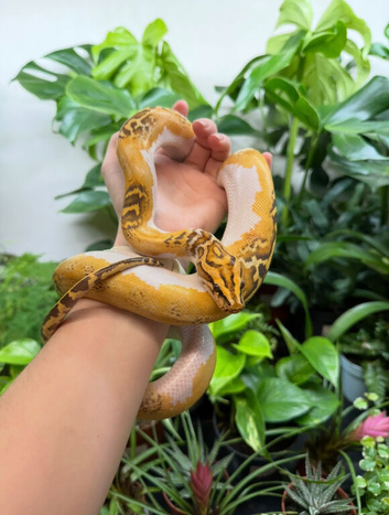 1.0 Caramel Pied Burmese Python