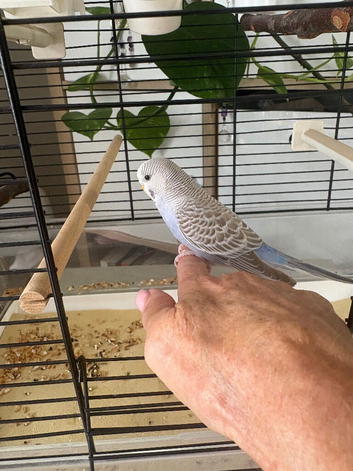10 week old hand tame budgie, complete with cage.