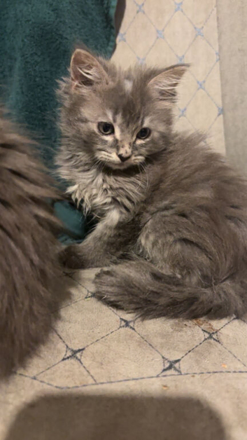 beautiful grey long haired ragdoll kittens