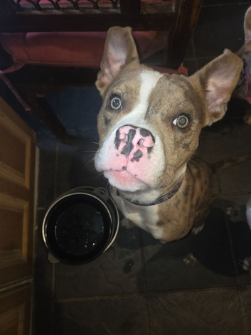 Platinum merle tri pocket bully
