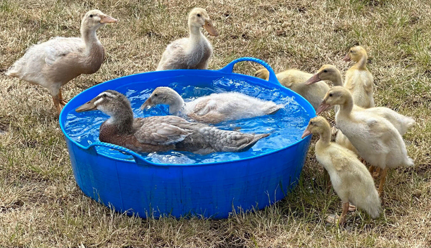 PURE BREED APRICOT INDIAN RUNNER DUCKLINGS, DUCKS AND DRAKES
