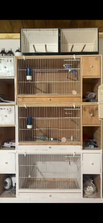 Wooden budgie breeding cages built in nest boxes
