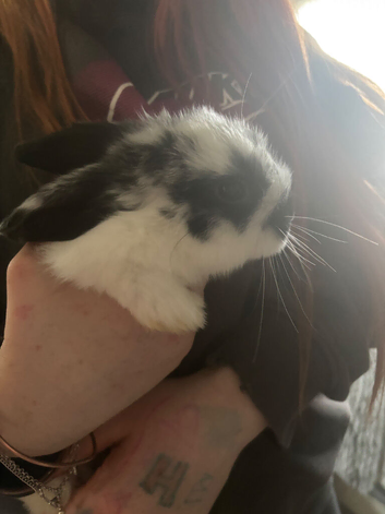 Baby mini lops