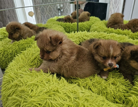 Pomeranian puppies