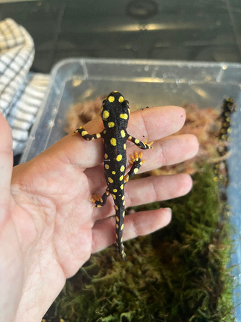 Yellow spotted newts (Neurergus crocatus)