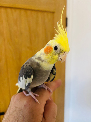 Male Cockatiel