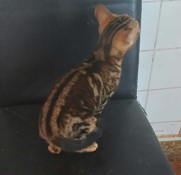 2 lovely stripped boy kitten and gold marble Ready now