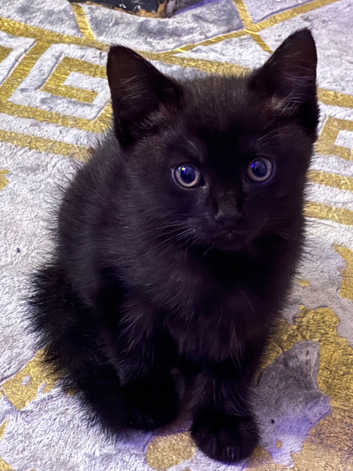 One female half Ragdoll left