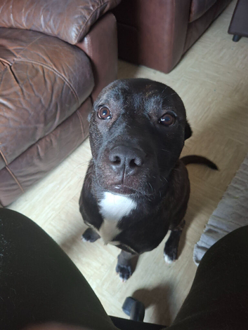 Rocco Italian cane corso cross Staffy