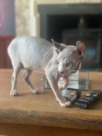 Amazing Sphynx