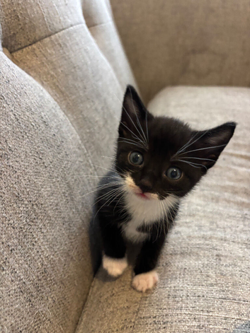 Kittens for sale