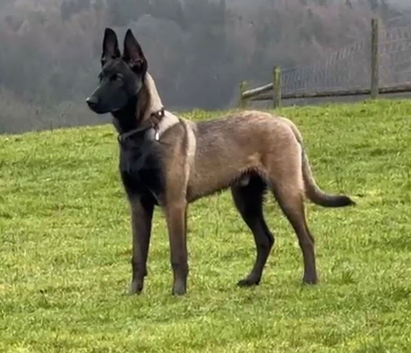 Belgian Malinois 11 months