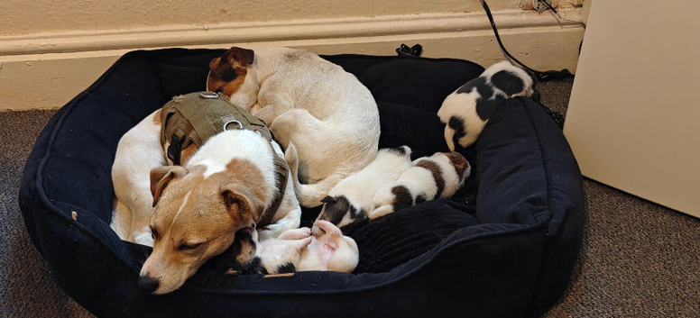 Beautiful Puppies Must Go