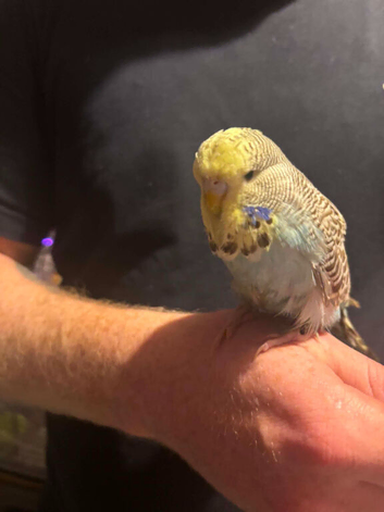 Budgies