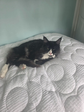 GORGOUS MAINECOON FOR SALE