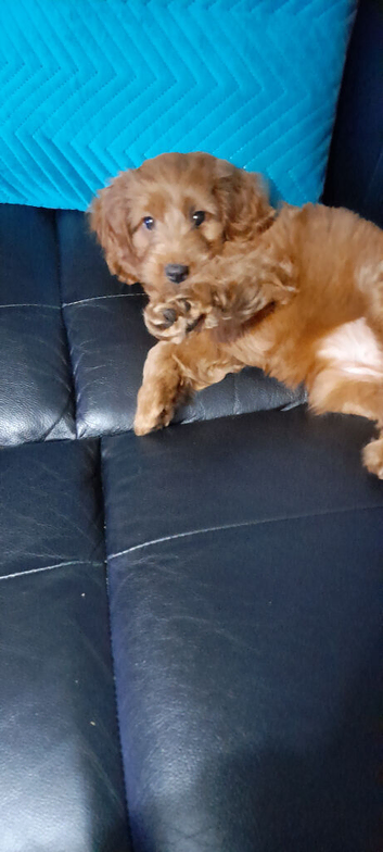 Cavapoo 17 weeks old