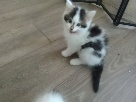 Very cute kittens