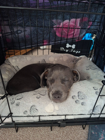 Dachshund x Frenchie